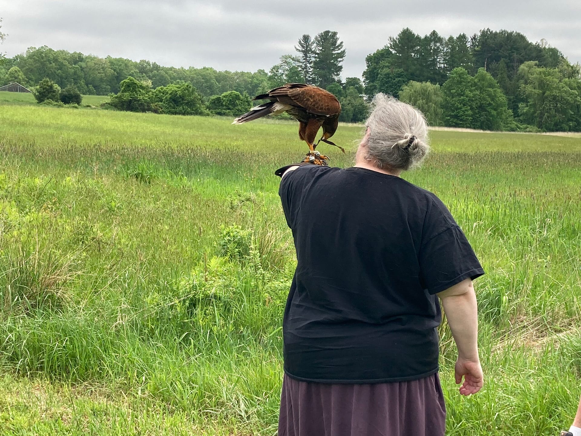 Harris's Hawk on my left (gloved) wrist, picking at his jesses. I am a silver haired larger woman in a black t-shirt and heathery purple skirt, standing in a large open field. 